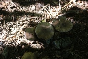 Agaricus-sylvaticus-02-08-2011-3983