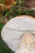 Boletus-aestivalis-27-08-2010-4624