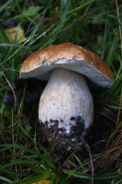 Boletus-aestivalis-27-08-2010-4625