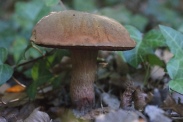 Boletus-erythropus-02-08-2011-4116