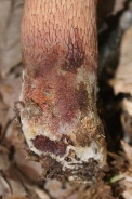 Boletus-erythropus-02-08-2011-4120