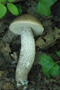 Leccinum-scabrum-02-08-2011-4066