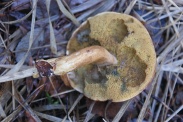 Gyroporus-castaneus-10-12-2009-5655