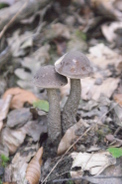 Boletus-carpini-25-09-2013-8946