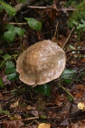 Leccinum-carpinum-27-08-2010-4597