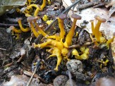Cantharellus-lutescens-24-08-2008-be-019