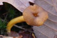 Cantharellus-lutescens-25-11-2009-5504