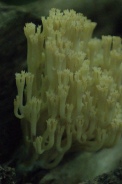 Ramaria-pallida-02-08-2011-3954