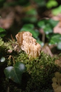 Ramaria-pallida-02-08-2011-3956