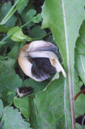 Coprinellus-saccharinus-26-09-2017-2205