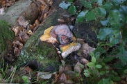 Fomitopsis-pinicola-21-08-2011-4759