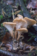 Lentinus-cochleatus-17-09-2013-8591