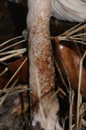 Lepiota-brunneoincarnata-10-12-2009-5762