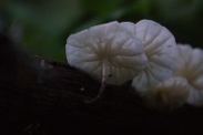 Marasmiellus-candidus-28-07-2011-3550