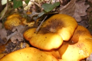 Omphalotus-illudens-07-08-2010-4374