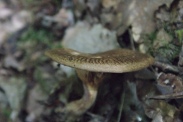 Paxillus-involutus-11-08-2011-4427