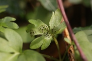 Puccinia-adoxae-11-04-2012-5851