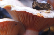 Lactarius-deliciosus-10-12-2009-5644