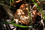 Lactarius-deliciosus-13-10-2009-5087