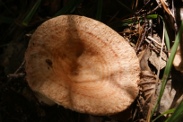 Lactarius-deterrimus-18-09-2010-5421