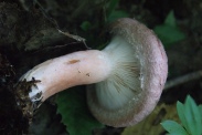 Lactarius-torminosus-11-08-2011-4330