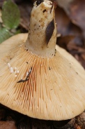 Lactarius-zonarius-15-09-2010-5358