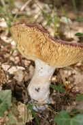 Russula-turci-01-08-2010-3511