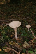 Clitocybe-geotropa-13-10-2010-5951
