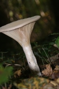 Clitocybe-geotropa-13-10-2010-5955