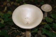 Clitocybe-geotropa-13-10-2010-5956