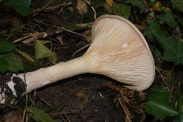 Clitocybe-geotropa-13-10-2010-5959