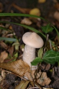Clitocybe-geotropa-13-10-2010-5961