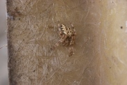 Araneus-diadematus-07-09-2011-4951