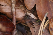Pardosa-lugubris-13-10-2009-5072