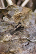 Pardosa-lugubris-14-04-2012-5934