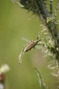 Saperda-carcharias-05-06-2010-9165