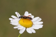 Stenopterus-rufus-23-07-2009-1361