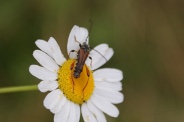 Stenopterus-rufus-23-07-2009-1365