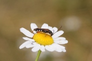 Stenopterus-rufus-23-07-2009-1369