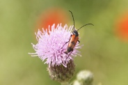 Stenurella-bifasciata-27-06-2009-6387