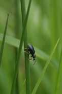 Plateumaris-braccata-17-06-2010-0074