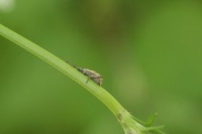 Donus-philanthus-22-05-2010-8361