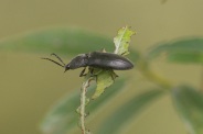 Hemicrepidus-hirtus-29-06-2011-0756