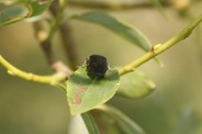 Hemicrepidus-hirtus-29-06-2011-0786