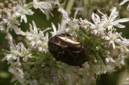 Cetonia-aurata-09-07-2009-8953