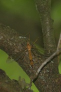Tipula-bullata-15-05-2011-7937