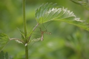 Tipula-oleracea-15-05-2011-8032