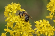 Apis-mellifera-05-05-2010-7803