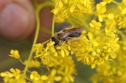 Apis-mellifera-05-05-2010-7804