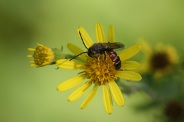 Lasioglossum-calceatum-11-09-2010-5026